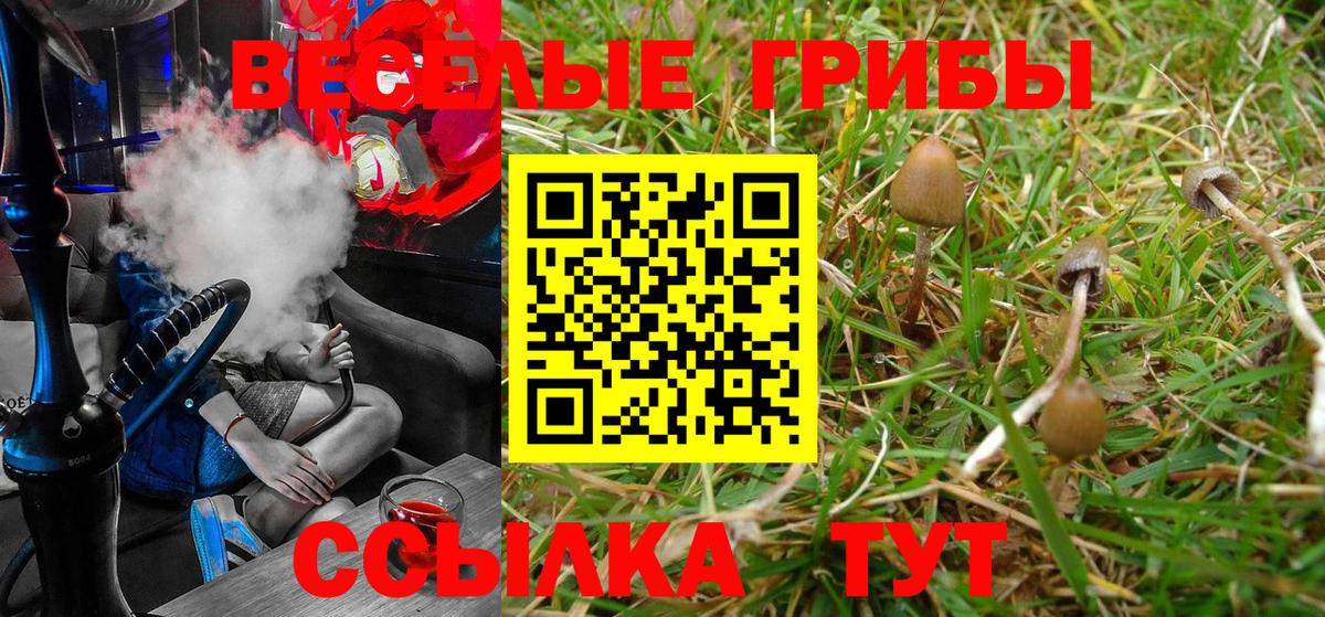как найти наркотики  Псилоцибиновые грибы Psilocybine cubensis  Вход с VPN  Сергиев Посад  Галлюциногенные грибы Cubensis 